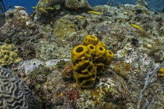 cayemites corales